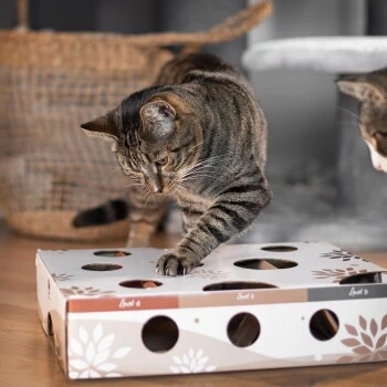 Canadian Cat Company Katzenspielzeug MagicBox 2 Canadian Cat Company Katzenspielzeug MagicBox – Bild 2