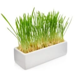 Canadian Cat Company Futterbar Cat Diner Grau/ Weiß -Zoofachgeschäft 0e525574824550e168be02a6fecb7a609ed284ae 1360972 de DE a02d68c3a8d109b1266e955b4dfb6c9ffc1d2950Klvw73