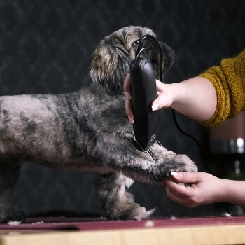 Moser Schermaschine Max 45 Inkl. ASK 2 Moser Schermaschine Max 45 Inkl. ASK – Bild 2