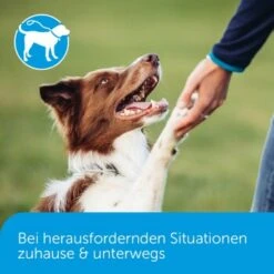 ADAPTIL Calm Halsband Anti Stress Erziehungshalsband S-M 11 ADAPTIL Calm Halsband Anti Stress Erziehungshalsband S-M -Zoofachgeschäft 18c946a752892f4e19b912cbebf4186fdea7e93c 1204441 5