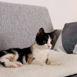 Lionto Selbstheizende Wärmematte Für Haustiere -Zoofachgeschäft 1c60bea0a221133711e8a66836fd8e8137a10111 1665986 de DE 833312c7d563d266e27440bc2991a9f6c9a1de302jRXXN