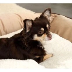 Lionto Selbstheizende Wärmematte Für Haustiere -Zoofachgeschäft 25b3805c5c92af411e095cde5ee07481f4922ea8 1665986 de DE ecc5c0a091133bd2869f6e7bb4e1947e54345d34TGxGOo