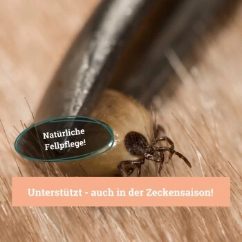 BeG Buddy Fellspray Zecke 4 BeG Buddy Fellspray Zecke – Bild 4