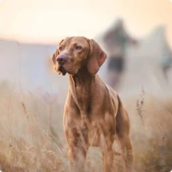 REAL NATURE Junior Pouch 6x300g -Zoofachgeschäft 2a7e6cb20be89e03efc3fb044f52385d1267f3cd 1314110 de DE Real Nature Original Dog bild