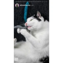 Kater Kasimir Deluxe Set Mit 9 Beliebten Katzenspielzeugen Aus Naturmaterial Und Handgemachtem CATMOM Armband -Zoofachgeschäft 2be2047cc6f0d109239528bfca3ab277d18edd5d 1408141 de DE 1fc0cc3c919dcaaf28a0e442859a52c0a2aaef43u5suxf