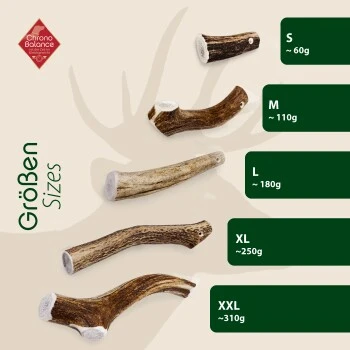 ChronoBalance Geweih Ganz (XL) 2er Paket 5 ChronoBalance Geweih Ganz (XL) 2er Paket – Bild 5