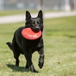KONG Frisbee Rot L 4 KONG Frisbee Rot L -Zoofachgeschäft 468c0f90ec92b7ed31b2c66ebc702b817416652a d8964406dfd3b30fd69bed148cf4675fec73d0dc
