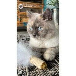 Kater Kasimir Deluxe Set Mit 9 Beliebten Katzenspielzeugen Aus Naturmaterial Und Handgemachtem CATDAD Armband -Zoofachgeschäft 4d777484de5457a02028f595b53fdb1b69e309d7 1408151 de DE 911e17a5e45692f3789ac8bc9aee946048898d74SkrQo3