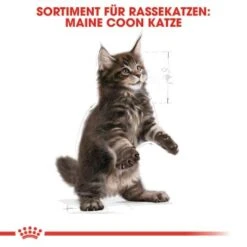 ROYAL CANIN Maine Coon Kitten 4 Kg -Zoofachgeschäft 5363adbcd5720069c9dee834c28d247ed6c58d7d 78d41fa69f58c3708158103686f8d71d73464eed
