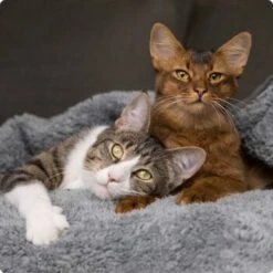 SELECT GOLD Pure Senior Paté Huhn 6x400 G 6 SELECT GOLD Pure Senior Paté Huhn 6x400 G -Zoofachgeschäft 536de371626fbac7381fe51ce63607aedfae0cd8 1099803 de DE 4 Select Gold Cat 1