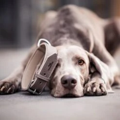 Freudentier Gefüttertes Halsband Aus Leder Dunkelbraun XXL -Zoofachgeschäft 5681c55b991ba5be4b6eabd3cb2a68ec937fe256 1421279 de DE 5aab3ac98595ab01747e405ff2dea07414816a97OjhgLr