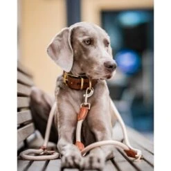 Freudentier Führleine 2m & 3-fach Verstellbar -Zoofachgeschäft 56e4132de60e2f2dd2f4b2fc9a27d5cad893f766 1496011 de DE 5375c1937458f320e5d90503418e8a8bb01a4f6eWtKzSp