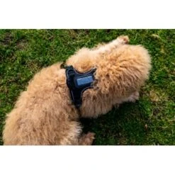 Fressnapf Tracker Pathfinder Geschirr Set S 13 Fressnapf Tracker Pathfinder Geschirr Set S -Zoofachgeschäft 575cfeb7270f47cb1f5bacf120b75717476048ba 1409260 4