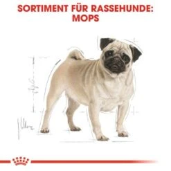 ROYAL CANIN Mops Adult 3 Kg 10 ROYAL CANIN Mops Adult 3 Kg -Zoofachgeschäft 589e30903e56ad792aa772c50bdee71a9cf194bc e4918d62ef4cc7e4fc1b441cbb18a65f4eacd496
