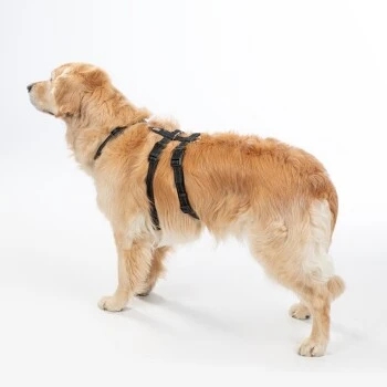 AniOne Geschirr Classic Safety S 2 AniOne Geschirr Classic Safety S – Bild 2