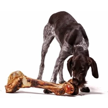 Irish Pure Giant Beef Bone 5 Irish Pure Giant Beef Bone – Bild 5