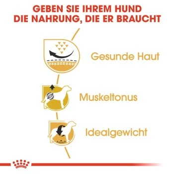 ROYAL CANIN Mops Adult 3 Kg 6 ROYAL CANIN Mops Adult 3 Kg – Bild 6