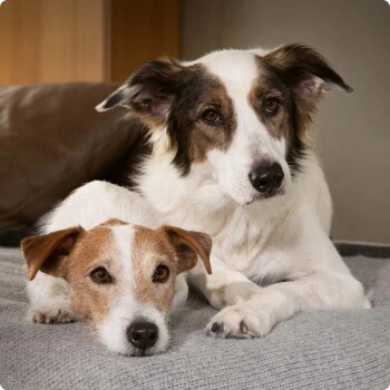 SELECT GOLD Sensitive Adult Hirsch Mit Kartoffeln 6x800 G 3 SELECT GOLD Sensitive Adult Hirsch Mit Kartoffeln 6x800 G – Bild 3