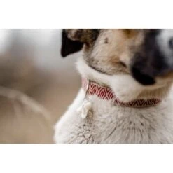 THE DOG IDEA Boho-Chic Halsband June S -Zoofachgeschäft 6b516109463c2924668197da9f0abbda785422e5 1662735 de DE bc5b558a6c4ccb4f3e353a9bed3dea9003e5dd59PDkrLv