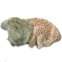 ProCani Buy Nature Pansen Grün 16x500 G 5 ProCani Buy Nature Pansen Grün 16x500 G -Zoofachgeschäft 71a8a83dd756fbb16781bf6cc22fc4476cf3d110 1408847 de DE Pansen Napf Aufsicht 2