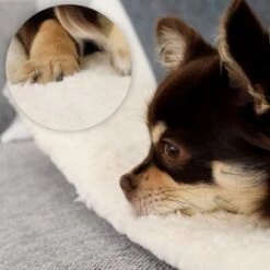 Lionto Selbstheizende Wärmematte Für Haustiere -Zoofachgeschäft 7b7478322070a88393ca3a5ce3bc6fc7dc82a6ad 1665986 de DE 051d4bf94c6c9b490452613e4a20003dcd71ba8cXGeo9D