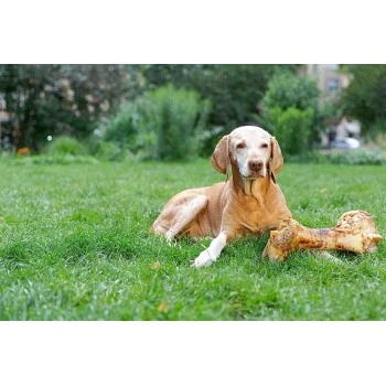 Irish Pure Giant Beef Bone 4 Irish Pure Giant Beef Bone – Bild 4