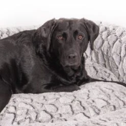 Wallace & Jones Hundebett Cordo-Heaven S 13 Wallace & Jones Hundebett Cordo-Heaven S -Zoofachgeschäft 8e084c327395b4ef79d8940f974ebd23a64309b7 1449008 de DE 044a9bd4bcc4f828504886aa452126d570985afe10T69n