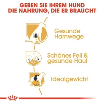 ROYAL CANIN Bichon Frisé Adult 1,5 Kg 4 ROYAL CANIN Bichon Frisé Adult 1,5 Kg – Bild 4