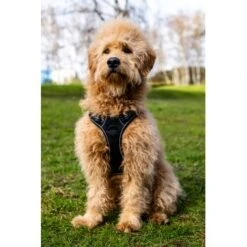 Fressnapf Tracker Pathfinder Geschirr Set S 10 Fressnapf Tracker Pathfinder Geschirr Set S -Zoofachgeschäft 95fb3d1835f9b47b6bafba0cf238225b5e5c9b2f 1409260 1