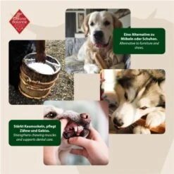 ChronoBalance Kuhmilch Käsestick (M) 2er Paket -Zoofachgeschäft 9601d295b35f9676b7f908837c6a6701b7df7140 1418706 de DE 6e5d452c715e3c46c21bd7dd434bb74b98e2078fzCjb4S