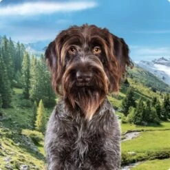 REAL NATURE Country Selection Adult 6x400g Mediterran Mit Büffel & Huhn -Zoofachgeschäft 994f675da00c981c1590f6030ee7cf430d718038 1237409004 de DE Real Nature Selection Dog Bild 1