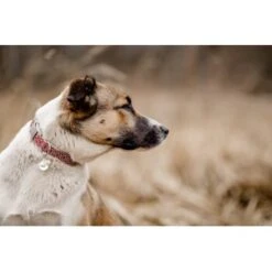 THE DOG IDEA Boho-Chic Halsband June S -Zoofachgeschäft 9a4d5a684cfd1e6c2d2173609282c1822bea620c 1662735 de DE 6e0814c83a3ae6d1ee3ccd901e0fc15b1c4295e8bCG0ze