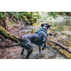 Kurgo Journey Air Hundegeschirr Blau/ Grau L -Zoofachgeschäft a4350be6a2cf19b9d7aaa9c1b93505a674fae49c 1353742 de DE d9d61dbeff29f339bbfc0a1de7ebbca10df26980OCBtYH