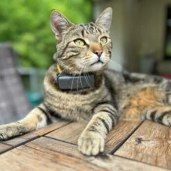 Fressnapf GPS-Tracker Für Katzen 7 Fressnapf GPS-Tracker Für Katzen -Zoofachgeschäft a7bebee4b10c628d907361c34d7e857ab2b8149a 1425046 1