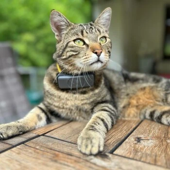 Fressnapf GPS-Tracker Für Katzen 2 Fressnapf GPS-Tracker Für Katzen – Bild 2