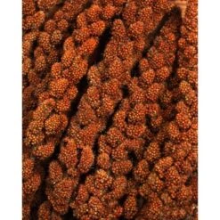 JR Farm Rote Kolbenhirse 3x500g -Zoofachgeschäft a82a102d1eda94bcde77dc74a64059781f0d94de 1486de799c65d570b657706aa3a6e64c76cdddd1
