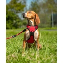 Lionto Hundegeschirr Rot S -Zoofachgeschäft b36110c799ae8b48e91453dfba2cf3923ab67230 1505063 de DE f4b27822c8dfc1d44ba971771e45e3e175efd3938XcJsN