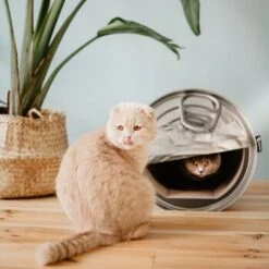 District 70 CAN Cardboard -Zoofachgeschäft b74e7b3e816e0644dc79f2602e8fd6b2e0c86d73 287b4bbd5048dc2cbb169bff1f18c2c75fd90f94