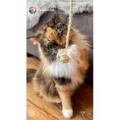 Kater Kasimir Deluxe Set Mit 9 Beliebten Katzenspielzeugen Aus Naturmaterial Und Handgemachtem CATMOM Armband -Zoofachgeschäft b933584b7dcd56603dddd340f05442bfffc43e18 1408141 de DE 8e1afbeea10c4c53b2e3c89a347993a00031803ayqowzr