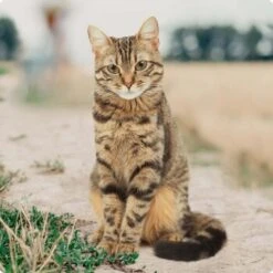 REAL NATURE Original Kitten 12x85g Huhn Mit Pute Mit Roter Paprika Und Lachsöl -Zoofachgeschäft bc56b458619aa86240780c2f64ff928db9b8da6b 1246887 de DE Real Nature Original Cat Bild