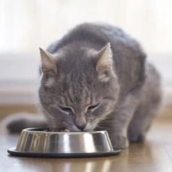 Beaphar Nierendiät 16x100g Taurin 7 Beaphar Nierendiät 16x100g Taurin -Zoofachgeschäft c8ad53123d72effc89c2ae025e79641301e53f5e 89f1c3670cc0f79e4e6f030d0f9496acd74a2918