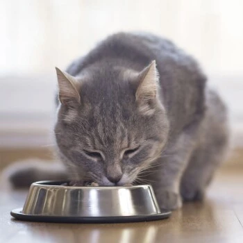 Beaphar Nierendiät 16x100g Taurin 3 Beaphar Nierendiät 16x100g Taurin – Bild 3