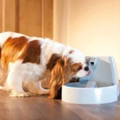 PetSafe Drinkwell Trinkbrunnen Original, 1,5 Liter 7 PetSafe Drinkwell Trinkbrunnen Original, 1,5 Liter -Zoofachgeschäft cb67b5accb6fdd9ec3530e007fd4ef1689efc995 0a695b0c941d72c4fef9fa23bc6300c73cab799d