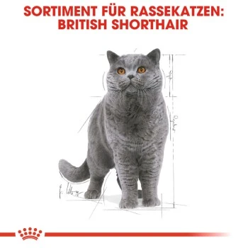 ROYAL CANIN British Shorthair 12x85g 3 ROYAL CANIN British Shorthair 12x85g – Bild 3