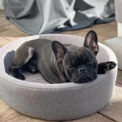 Canadian Cat Company Hunde- & Katzenbett Derby -Zoofachgeschäft d4d8399aebe1ed3e66fc23057fe9bc3b6f9819f1 1412690 de DE 7e35afdccac293ca871653190642a189fd08f495NuJfk3