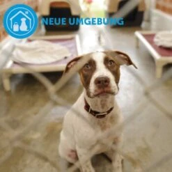 ADAPTIL Calm Halsband Anti Stress Erziehungshalsband S-M 14 ADAPTIL Calm Halsband Anti Stress Erziehungshalsband S-M -Zoofachgeschäft d9bbd74a63f2c6a012923d517365dbb7e82e2006 1204441 9