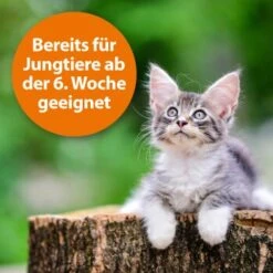 Ardap Zecken- Und Flohpuder 150g -Zoofachgeschäft dbdf009c8d0233872761402d57b066832841a21c 1341059 de DE 346ada57fd64265cd7e33fec00853a93b033d4599B7b3A