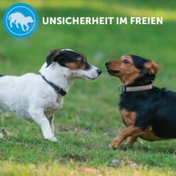 ADAPTIL Calm Halsband Anti Stress Erziehungshalsband S-M 13 ADAPTIL Calm Halsband Anti Stress Erziehungshalsband S-M -Zoofachgeschäft e220fc002f83144152ad7157c15120ad2d9d8471 1204441 8