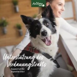 Aniforte Plus Magen & Darm 90 Tabletten -Zoofachgeschäft ee4705a2057b1edfe526ac54d24ab38e77b08466 1455900 de DE 5c17b7bc229b49c1931595cd931e95f6c72ef6cddQne1A
